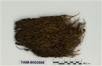 藏品(砂苔屬)的圖片